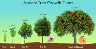 APRICOT