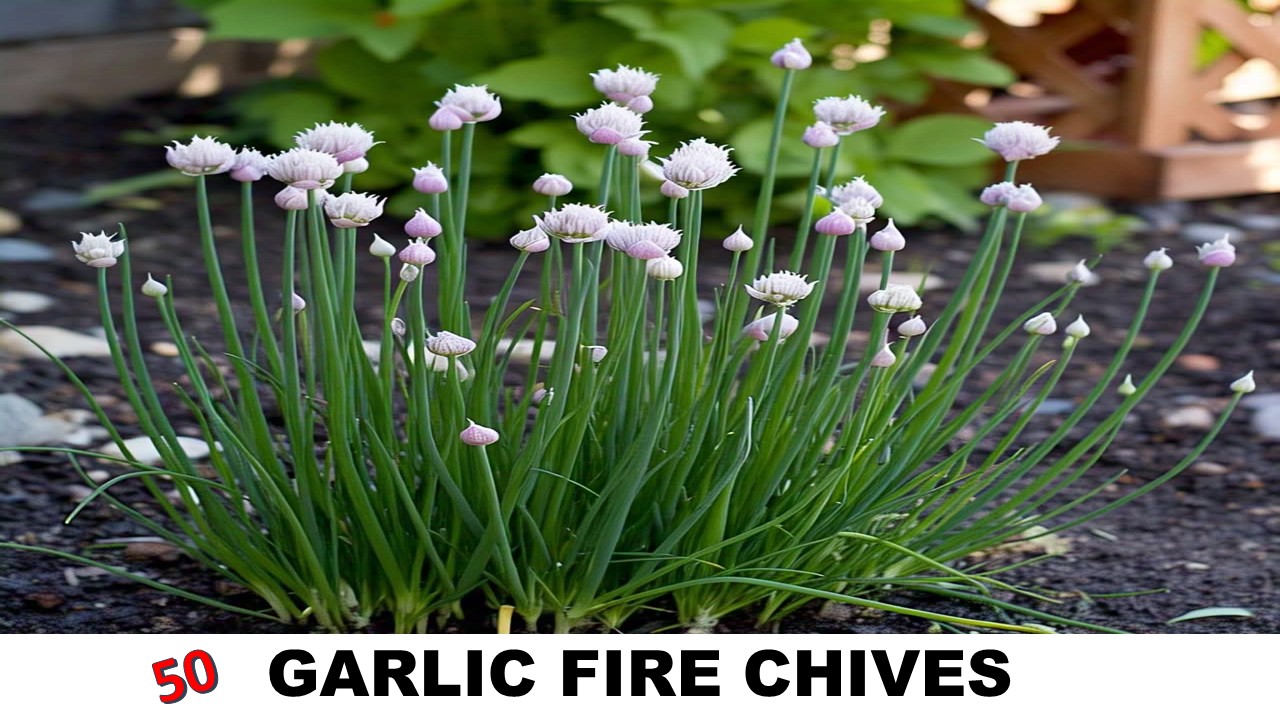 GARLIC FIRE CHIVES
