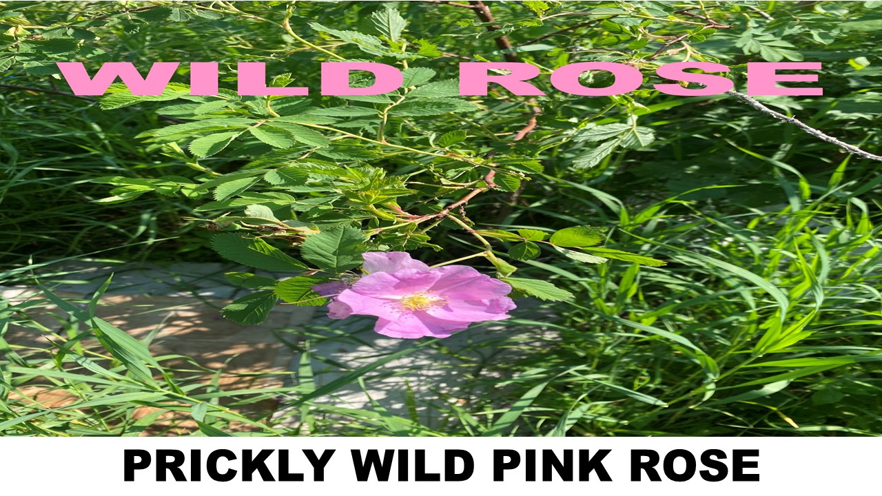 PRICKLY WILD PINK ROSE