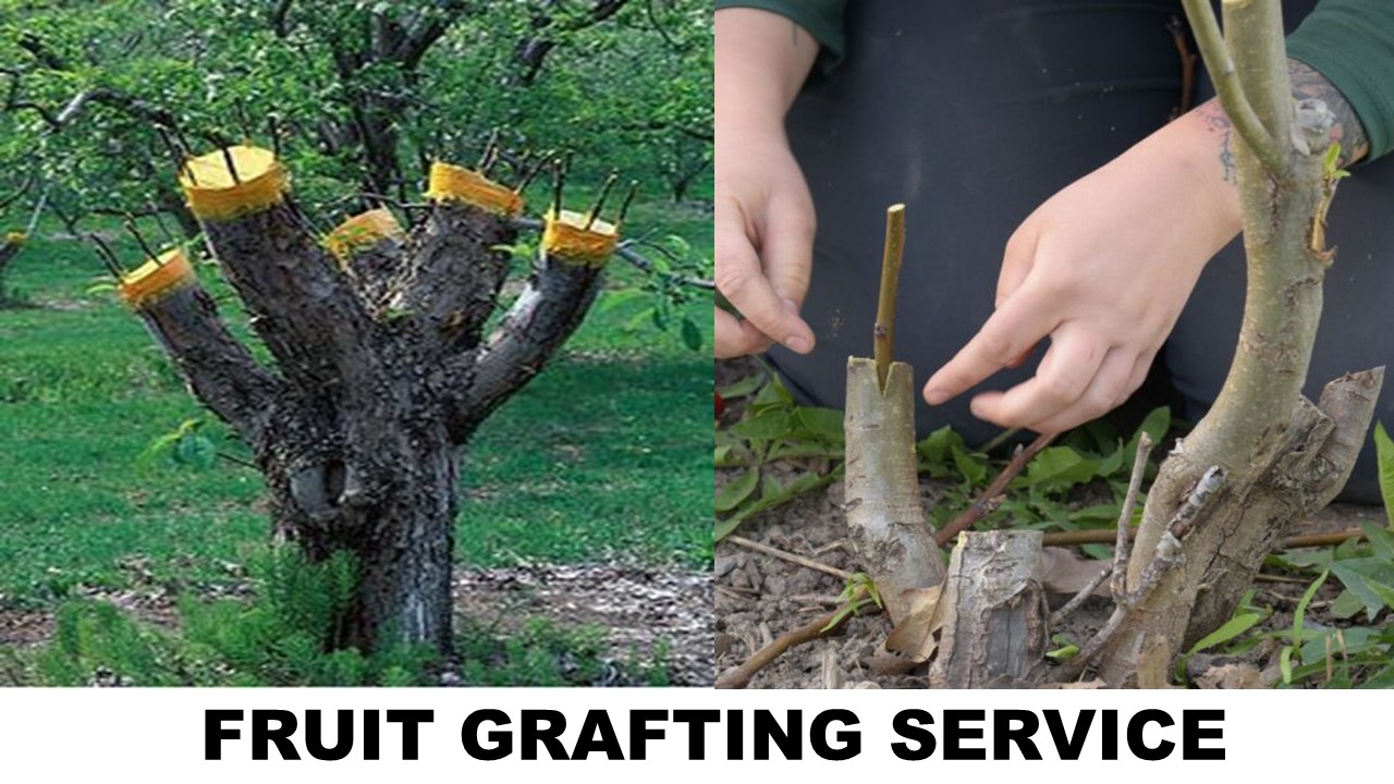 FRUIT GRAFTING