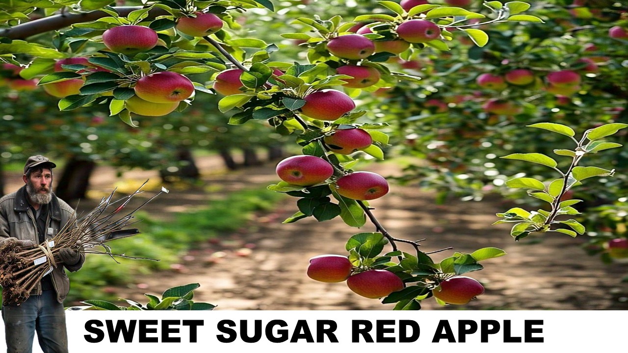 SWEET SUGAR RED APPLE