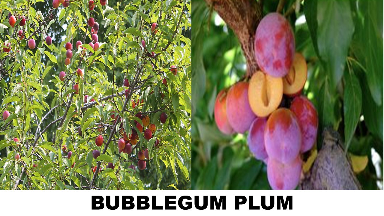 BUBBLEGUM PLUM