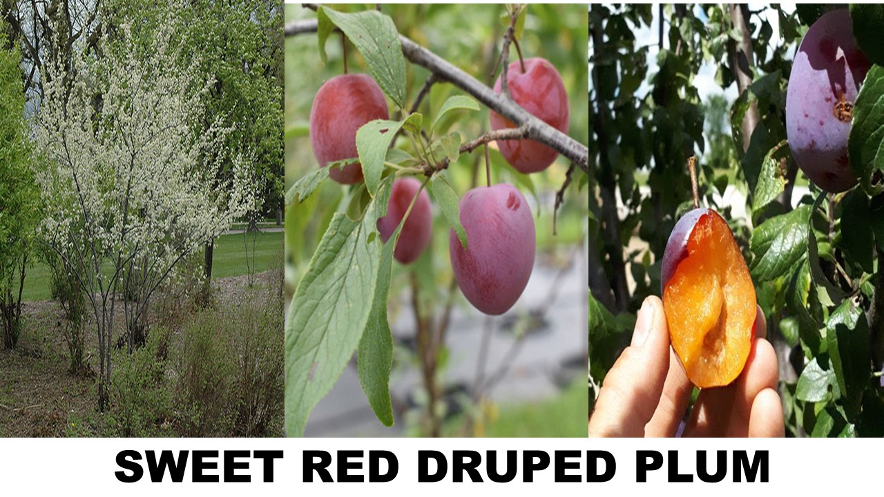 SWEET RED DRUPED PLUM