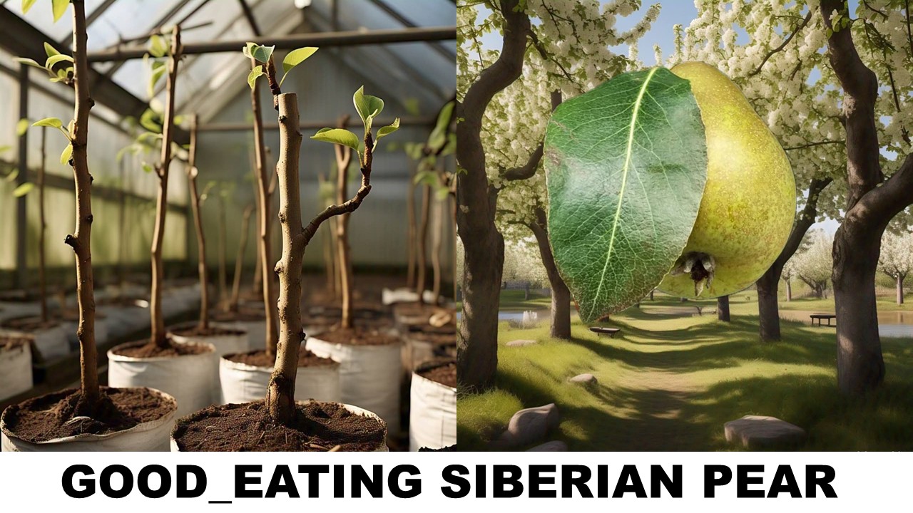 GOOD EATING PEAR
