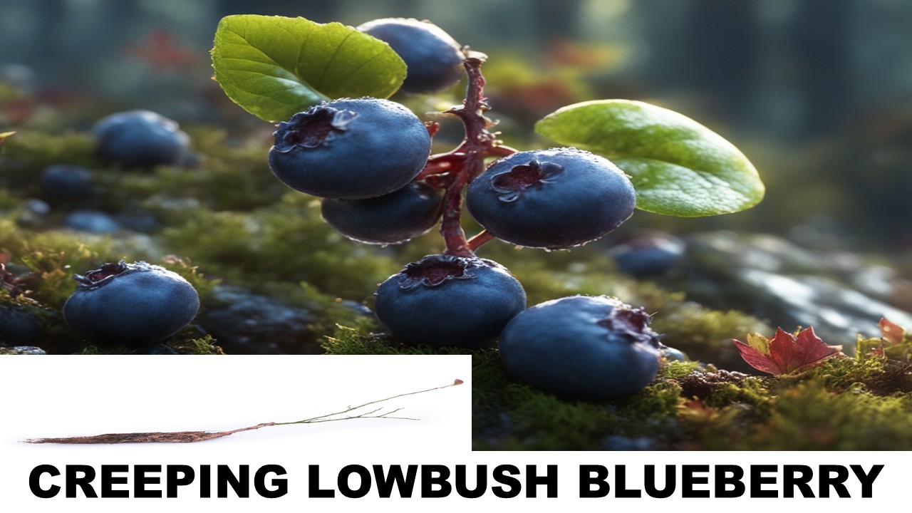 CREEPING LOWBUSH BLUEBERRY