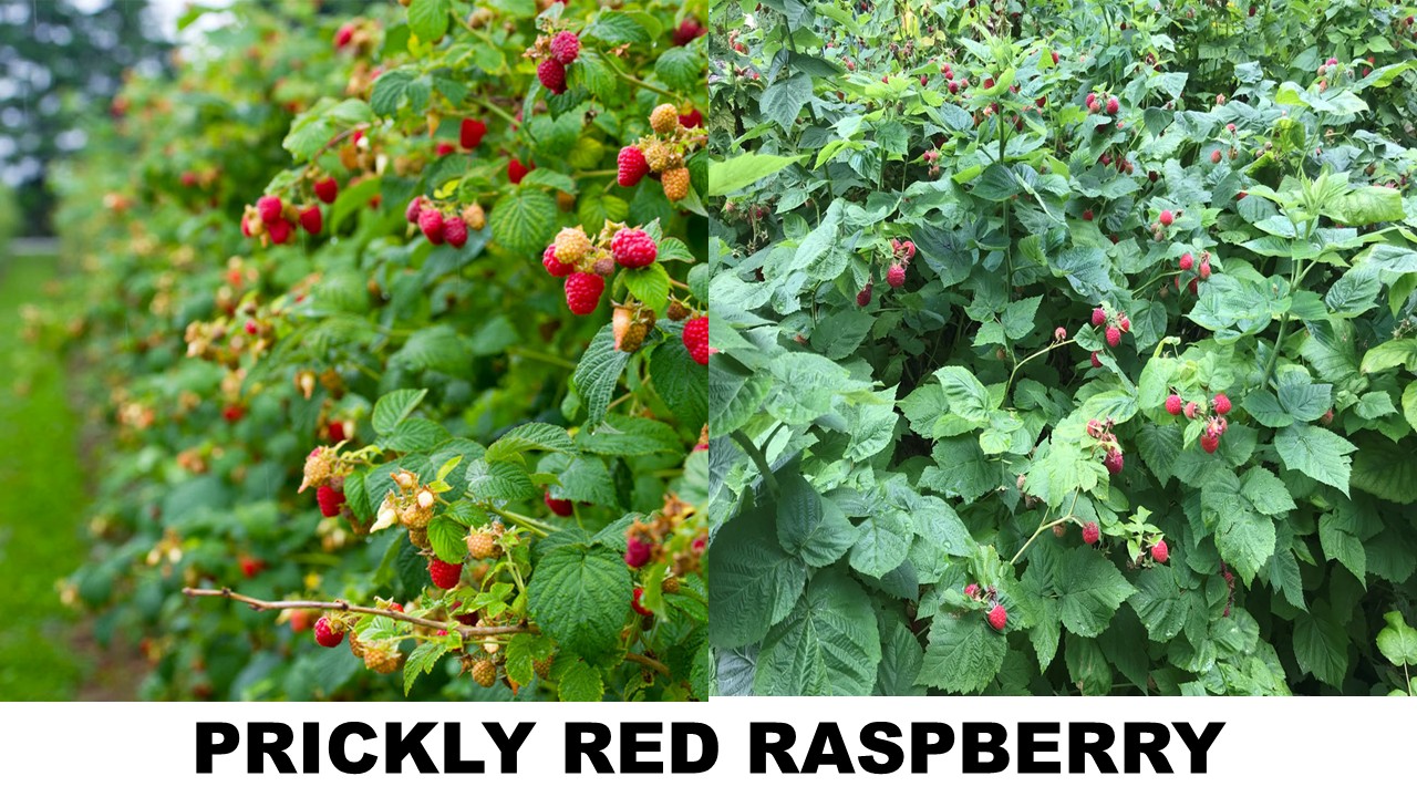 PRICKLY RED RASPBERRY