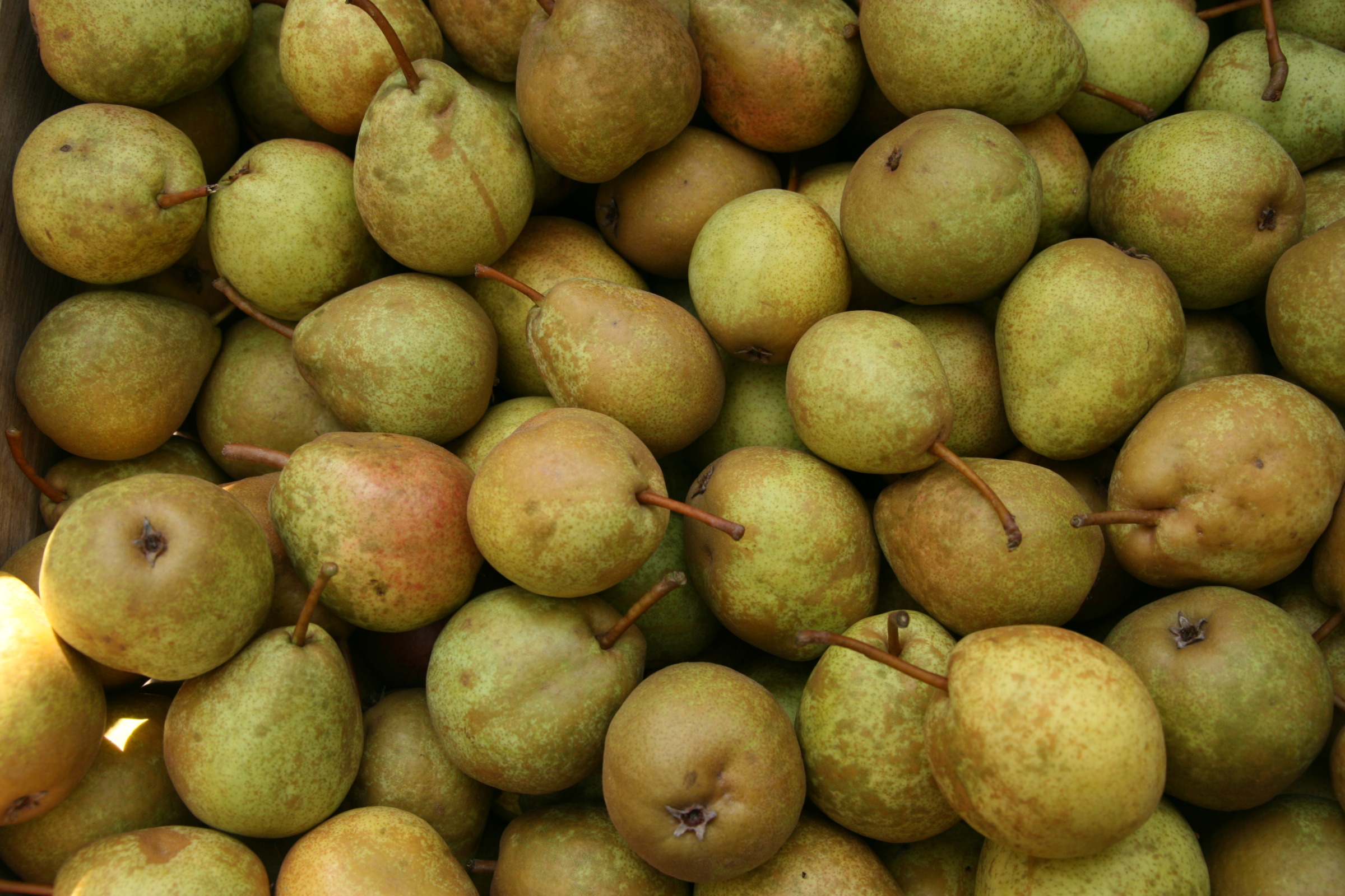 VIGOROUS CLONAL PEAR