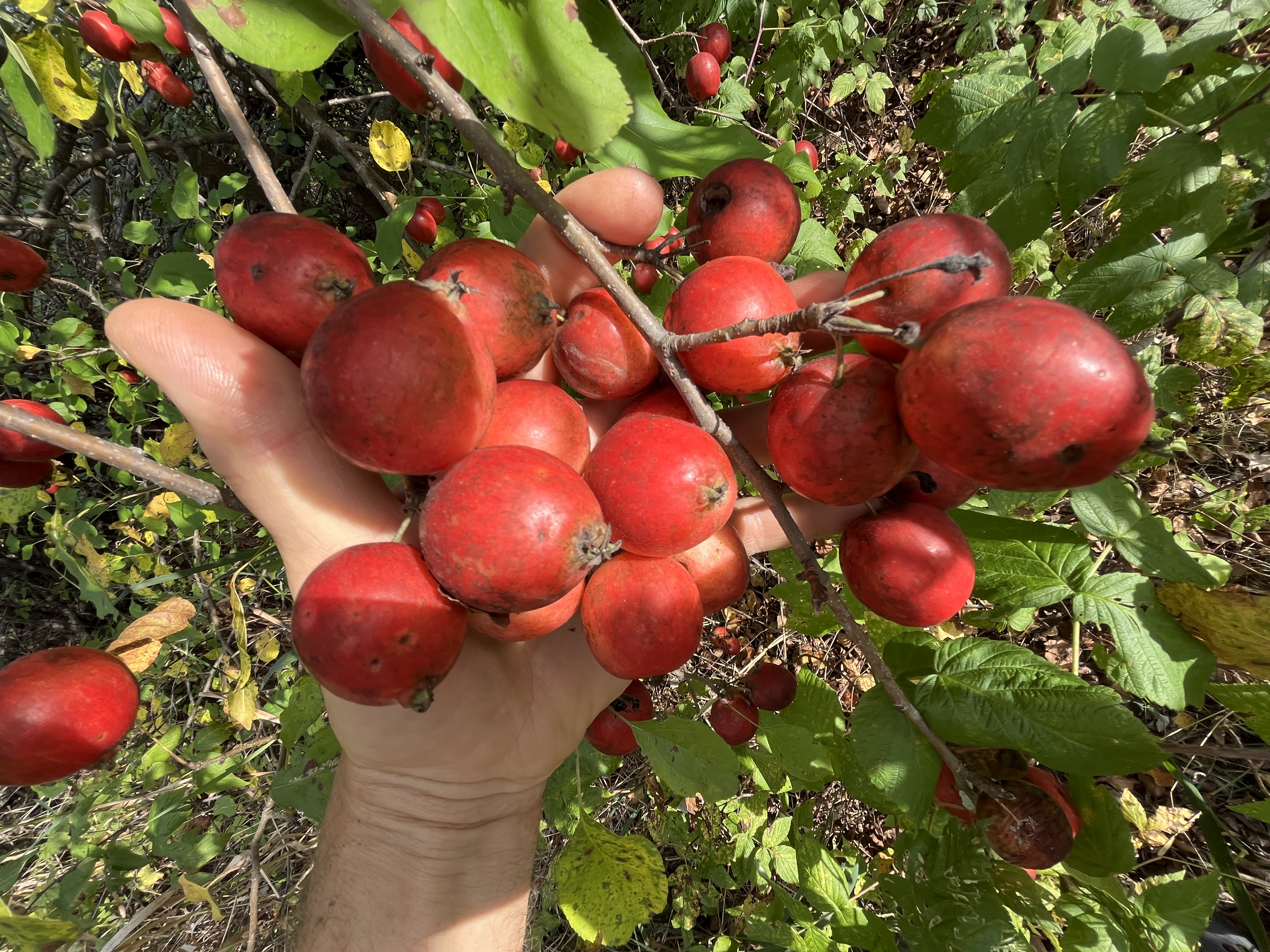 BIG LIL SUGAR CRABAPPLE